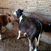 سه رس گوساله سمنتال وبلشیکی یکی نر دوعدد ماده