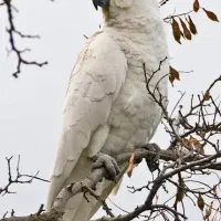 سرپرستی طوطی کاکل زرد