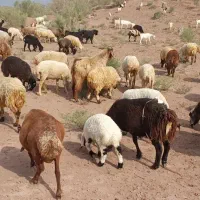 باسلام . گله چاق سرحال و سالم جهت داشتی فقط نقدی