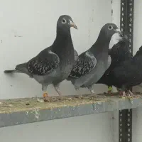 آلمانی|پرنده|تربت جام, مسکن مهر|دیوار