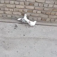 پلنگ نباتی|پرنده|دورود, |دیوار