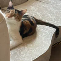 گربه|گربه|اصفهان, جلفا|دیوار