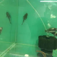 دبوسی ماهی|ماهی|مشهد, رسالت|دیوار