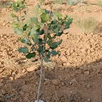 زمین مرغوب جهت کاشت پسته