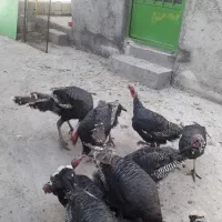 فروش بوقلمون برنزی|حیوانات مزرعه|میانه, |دیوار