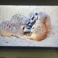 تلوزیون 50 اینچ جی پلاس4k اسمارت استوک نمایشگاهی|تلویزیون و پروژکتور|تهران, اکباتان|دیوار