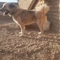 سگ نرسنگسری|سگ|تهران, تجریش|دیوار