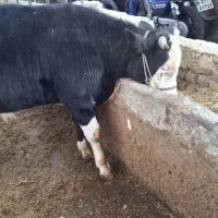 گوساله نر سیمینتال