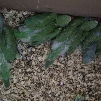 بچه ملنگو وشاه طوطی