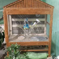 قفس فروشی سرخس