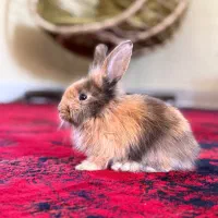خرگوش لوپ