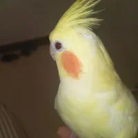 یک عدد عروس هلندی فوق العاده دستی|پرنده|قم, شهرک سازمان آب|دیوار