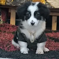 توله شیتسو پامرین