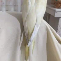 عروس هلندی لیمویی گم شده