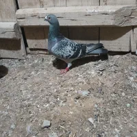 کبوتر نر|پرنده|نقده, |دیوار