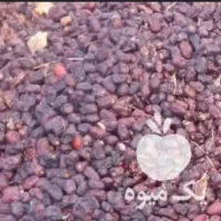 یک تن کده خرما