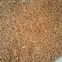گندم مهرگان بذری