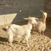 دوعدد بز جوان|حیوانات مزرعه|دهق, |دیوار