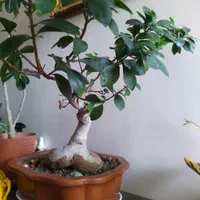 بنسای جنیسینگ|گل و گیاه طبیعی|تهران, سهروردی|دیوار