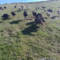 بوقلمون طبیعی