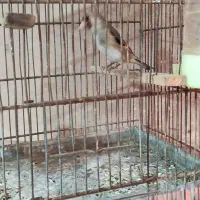 سهره خاکی بخون|پرنده|سمنان, |دیوار