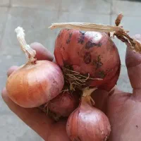 پیاز محلی|خوردنی و آشامیدنی|سربیشه, |دیوار