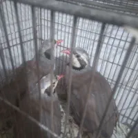 کبوتر زینتی