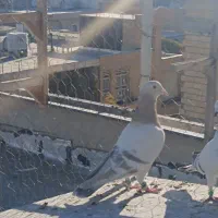 سوسنی ترنج دار|پرنده|شیراز, گویم|دیوار