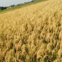 فروش شالیزار