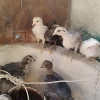جوجه