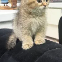 گربه بیریتیش