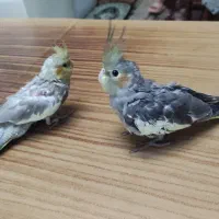 عروس هلندی جوجه