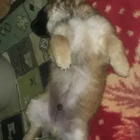 گمشده.