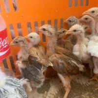 تعدادی محدود جوجه ۳۵ روزه و ۲۰ روزه