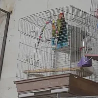 کوتوله برزیلی مولد|پرنده|اصفهان, باتون|دیوار