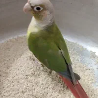 پرنده گرینچیک