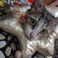 واگذاری رایگان گربه dsh