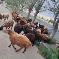 بره نر|حیوانات مزرعه|هشتگرد, تهران دشت|دیوار