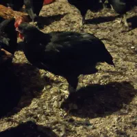 جوجه مرغ و خروس محلی سیاه۳ماهه