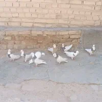 فروش کبوتر