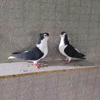 ساده سیاه ، کاکلی