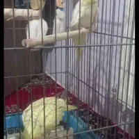 طوطی عروهلندی|پرنده|الوند, |دیوار