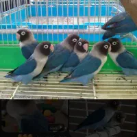 پرنده طوطی کوتوله