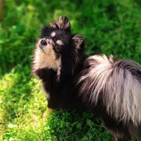 واگذاری پامر روباهی