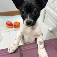 سگ مینیاتوری