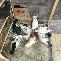 10 عدد کبوتر