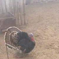 بوقلمون ارگانیک