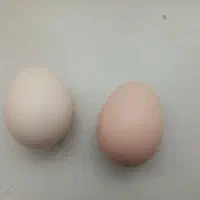 دوتا تخم مرغ لاری اصل.