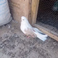 نر فنچی پشت سرور