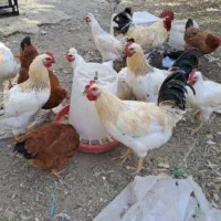 فروش خروس گلپایگانی برهما و سلطان|حیوانات مزرعه|هشتگرد, هشتگرد قدیم|دیوار